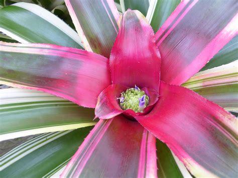 鳳梨花|袁晓辉 Rita : 鳳梨花 Bromeliads 的種類及種法